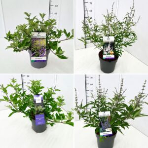 Vitex agnus-castus Vitex mix C5
(1 Plants/Order)(23cmP 60cmH)