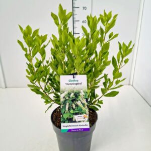 Clethra alnifolia Clethra aln. 'Hummingbird' 40-50C5
(1 Plants/Order)(23cmP 60cmH)
