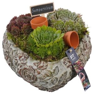 Arrangementen Sempervivum PTS7462 Arrangement Sempervivum in beton hart
(2 Plants/Order)(26cmP 16cmH)