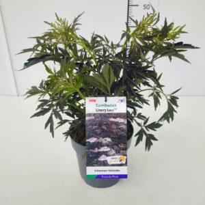 Sambucus nigra Sambucus nigra 'Cherry Lace' 30-40C3
(1 Plants/Order)(19cmP 50cmH)