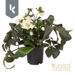 Helleborus HGC Ice N Roses White
(3 Plants/Order)(19cmP 70cmH)