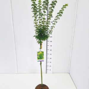 Acer palmatum Shishigashira Acer palm. 'Shishigashira' 80CMSTC5
(1 Plants/Order)(23cmP 100cmH)