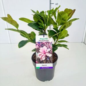 Magnolia Magnolia 'Pink Perfection' 50-60C5
(1 Plants/Order)(22cmP 60cmH)