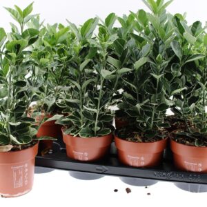 Euonymus japonicus Silver Simon Euonymus japonicus Silver simon
(8 Plants/Order)(13cmP 35cmH)