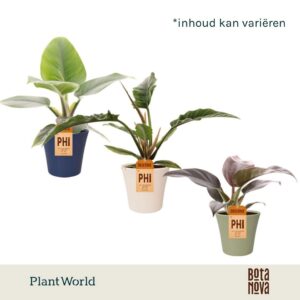 Indoor plants Philodendron mix in Pot Coco collectie Top Bend
(6 Plants/Order)(14cmP 40cmH)