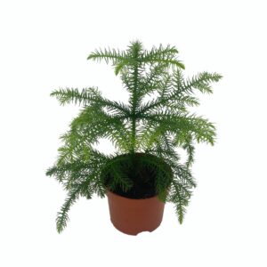 Araucaria heterophylla
(15 Plants/Order)(10cmP 25cmH)