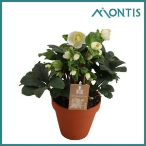 Helleborus niger Christmas Carol 12 cm in Terra Cotta XL
(6 Plants/Order)(12cmP 28cmH)