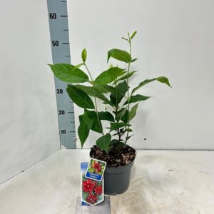 Calycanthus fertilis floridus 
(1 Plants/Order)(17cmP 45cmH)