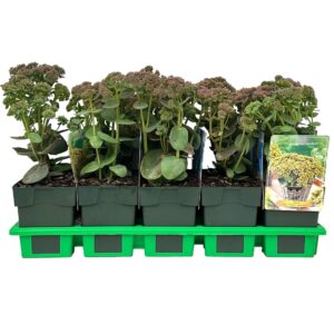 Sedum telephium Seduction Yellow De
(10 Plants/Order)(11cmP 25cmH)