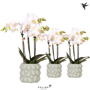 Phalaenopsis Multiflora white 3 spike in Citrus Pot green
(6 Plants/Order)(9cmP 40cmH)