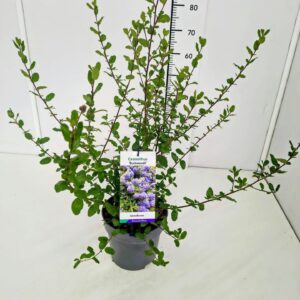 Ceanothus Burkwoodii Ceanothus 'Burkwoodii' 40-50C5
(1 Plants/Order)(22cmP 50cmH)