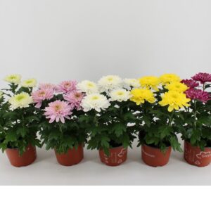 Chrysanthemum Zembla Chrysanthemum Zembla mixed
(6 Plants/Order)(15cmP 33cmH)