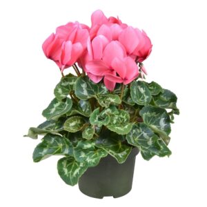 Cyclamen Super Serie Leopardo Cyclamen grootbl. pink
(6 Plants/Order)(13cmP 30cmH)