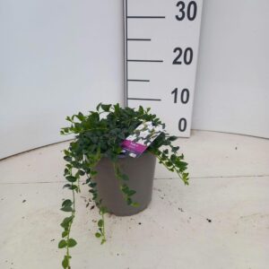 Vinca minor (Plena Grp) Gertrude Jekyll'
(1 Plants/Order)(15cmP 10cmH)