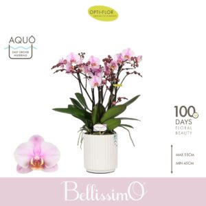 Phalaenopsis Multiflora Bellissimo Angelo in Molise White Aquo
(3 Plants/Order)(15cmP 50cmH)