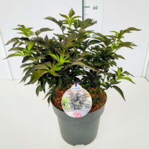 Sambucus nigra Sambucus nigra 'Black Tower' PBR 50-60C10
(1 Plants/Order)(28cmP 70cmH)