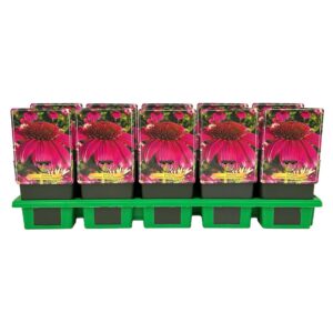 Echinacea purpurea Powwow Wild Berr Wow P11
(10 Plants/Order)(11cmP 25cmH)