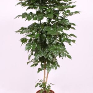 Radermachera sinica hainanensis
(1 Plants/Order)(30cmP 180cmH)
