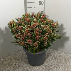 Skimmia japonica 'Antarctica'
(1 Plants/Order)(27cmP 55cmH)