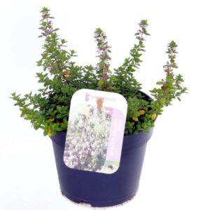 Thymus citriodorus Silver Queen
(8 Plants/Order)(13cmP 20cmH)