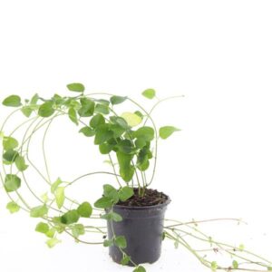 Vinca major
(8 Plants/Order)(14cmP 25cmH)