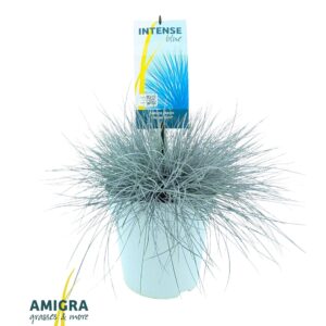 Festuca glauca Intense Blue®
(1 Plants/Order)(23cmP 45cmH)