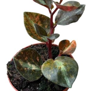 other plants Peperomia cream Brulee
(14 Plants/Order)(8cmP 12cmH)