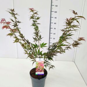 Acer palmatum Acer palm. 'Extravaganza' 60-80C7
(1 Plants/Order)(25cmP 80cmH)