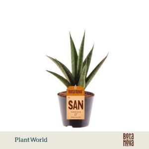 Sansevieria trifciata' Pineapple
(12 Plants/Order)(8.5cmP 25cmH)