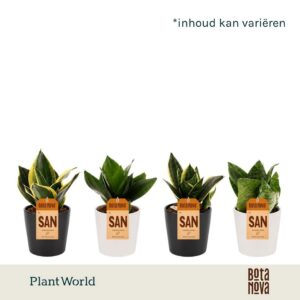 Sansevieria Hahnii Sansevieria Dwarf Hahnii mixed in black and white Ceramics
(11 Plants/Order)(9cmP 20cmH)