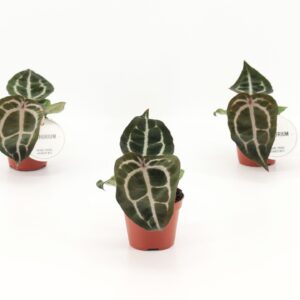 Anthurium Leaf Red Crystallinum
(12 Plants/Order)(6cmP 20cmH)