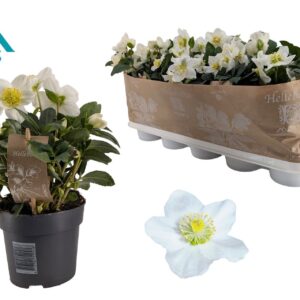 Helleborus niger Christmas Carol 12 cm XL
(10 Plants/Order)(12cmP 28cmH)