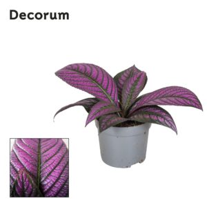 Strobilanthes dyeria Metallica
(6 Plants/Order)(13cmP 20cmH)