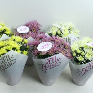 Chrysanthemum Anansi mixed Elle Fleur Spidermix
(6 Plants/Order)(14cmP 28cmH)