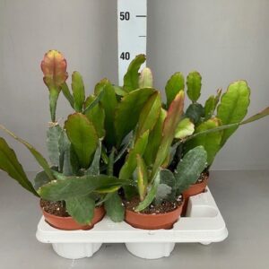Epiphyllum Epiphyllum From Volker
(4 Plants/Order)(15cmP 45cmH)