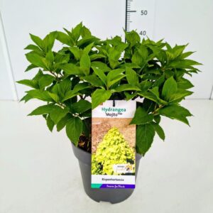 Hydrangea paniculata Hydrangea pan. 'Mojito' 50-60C5
(1 Plants/Order)(22cmP 70cmH)