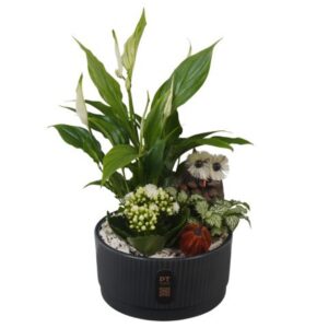 Arrangement kamer PTHI3226 Arrangement Autumn Indoor in Ceramics schaal
(3 Plants/Order)(19cmP 38cmH)