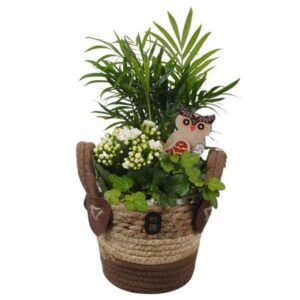 Arrangement kamer PTHI3303 Arrangement Autumn Indoor in rieten mand
(4 Plants/Order)(14cmP 36cmH)