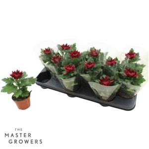 Chrysanthemum Cosmo bordeaux Deco 9cm 1pp
(12 Plants/Order)(9cmP 15cmH)