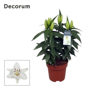 Lilium Oxygen OR 17cm
(6 Plants/Order)(17cmP 50cmH)