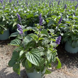 Salvia Mystic Spires Blue
(1 Plants/Order)(19cmP 30cmH)