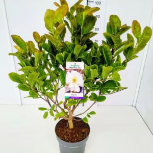 Magnolia Magnolia 'Mag's Pirouette' 50-60C5
(1 Plants/Order)(22cmP 60cmH)