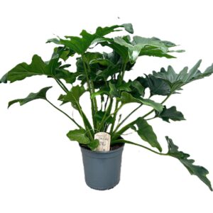 Philodendron Selloum
(1 Plants/Order)(21cmP 85cmH)