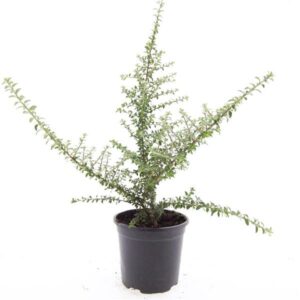 Cotoneaster microphyllus conspicuus decorus
(8 Plants/Order)(14cmP 10cmH)