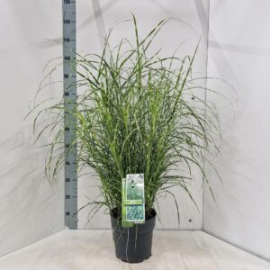 Miscanthus sinensis Little Zebra'
(1 Plants/Order)(23cmP 110cmH)