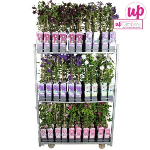 Clematis mix CC Big Headed P15
(10 Plants/Order)(15cmP 65cmH)