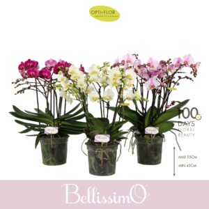 Phalaenopsis Multiflora Bellissimo mix
(3 Plants/Order)(15cmP 50cmH)