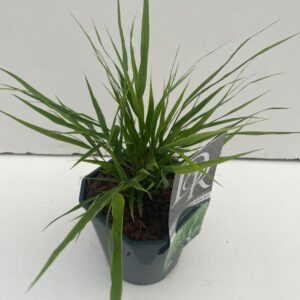 Hakonechloa macra
(6 Plants/Order)(17cmP 30cmH)