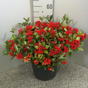 Skimmia Japonica Red Berry Bee'
(1 Plants/Order)(31cmP 50cmH)