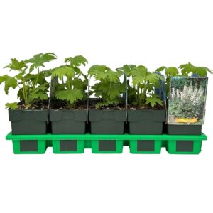 Delphinium Pacific Giant Galah
(10 Plants/Order)(11cmP 25cmH)